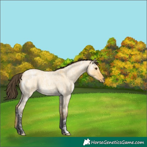 Horse Color:Buckskin Ice Roan Dun 