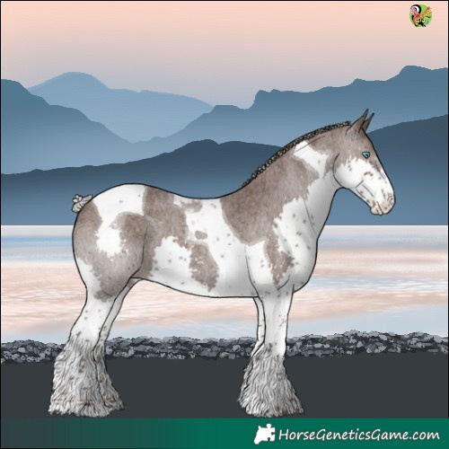 Horse Color:Silver Blue Roan Splash Tobiano 