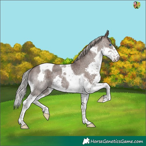 Horse Color:Silver Blue Roan Splash Tobiano 