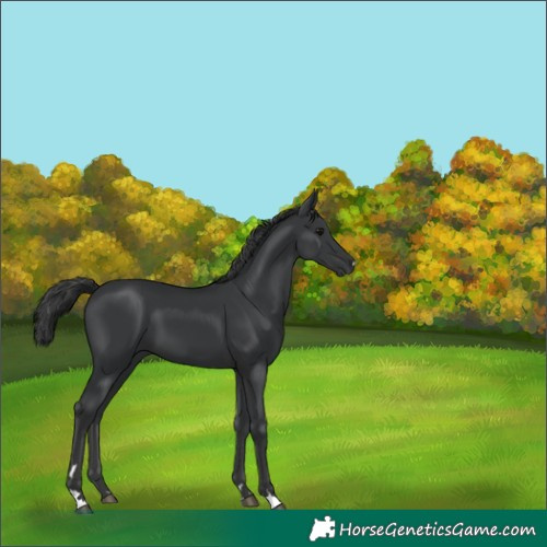 Horse Color:Black 