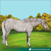 Horse Color:Silver Blue Roan Sabino