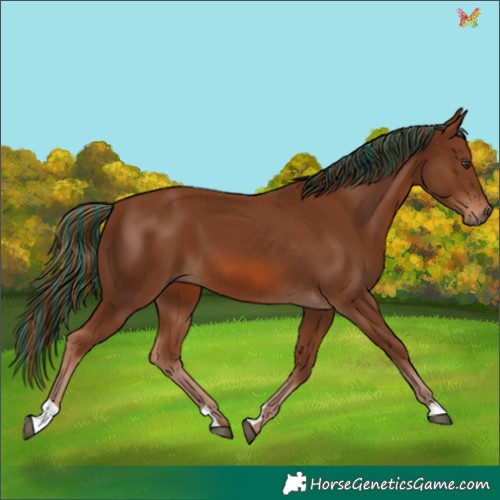 Horse Color:Painted Chestnut 