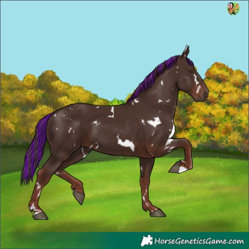 Horse Color:Painted White Spotted Liver Chestnut 