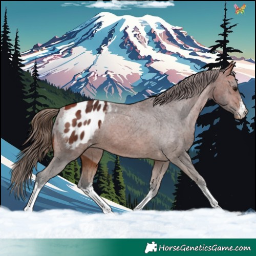 Horse Color:White Spotted Bay Appaloosa 