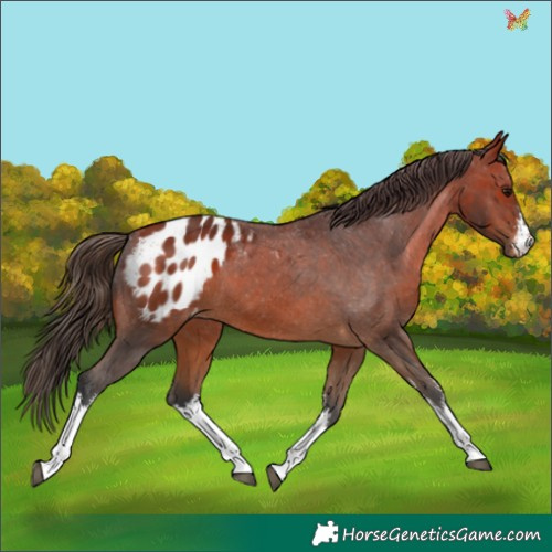 Horse Color:White Spotted Bay Appaloosa 