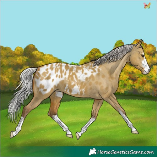 Horse Color:White Spotted Silver Bay Dun Appaloosa 