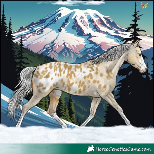 Horse Color:White Spotted Silver Bay Dun Appaloosa 