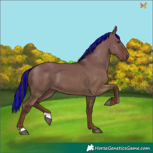 Horse Color:Painted Liver Red Dun 