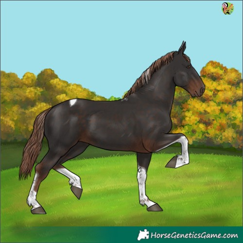 Horse Color:Liver Chestnut Tobiano 