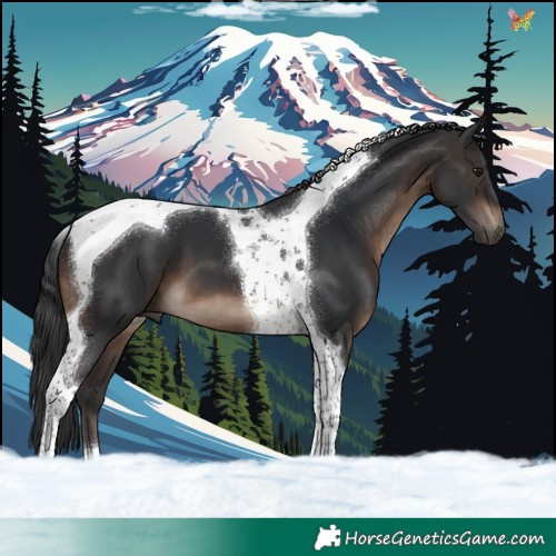 Horse Color:Brown Tobiano 