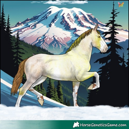 Horse Color:White Spotted Gold Champagne Roan 