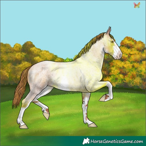 Horse Color:White Spotted Gold Champagne Roan 