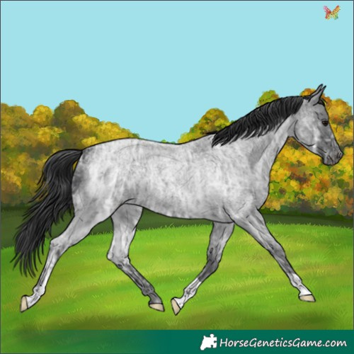 Horse Color:Blue Ice Roan 
