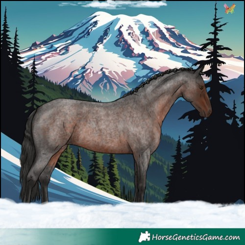 Horse Color:Liver Red Roan 