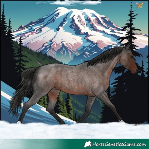 Horse Color:Liver Red Roan 
