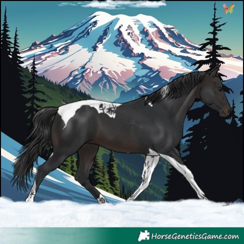 Horse Color:Brown Tobiano 