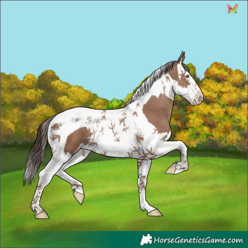 Horse Color:Classic Champagne Splash Tobiano 