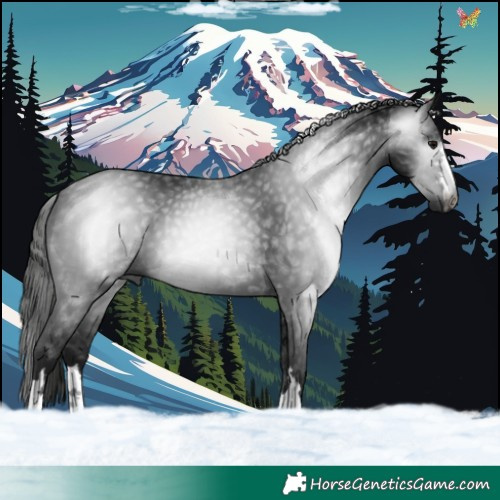 Horse Color:Gray Black 