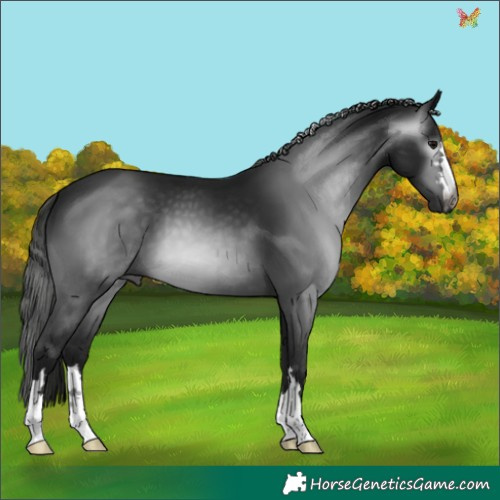 Horse Color:Gray Black 