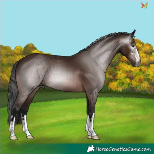 Horse Color:Gray Bay 