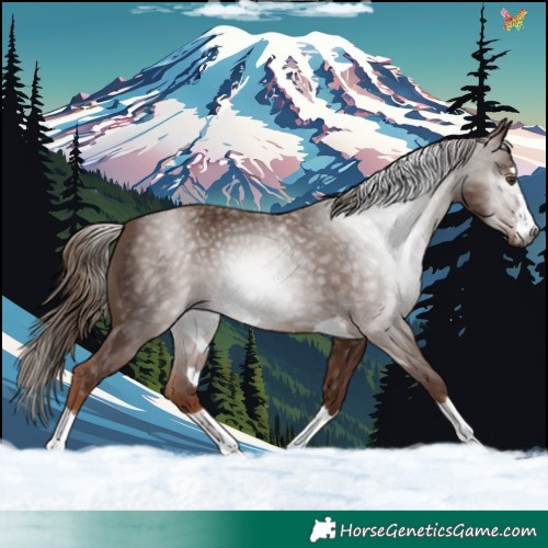 Horse Color:Gray Chestnut 
