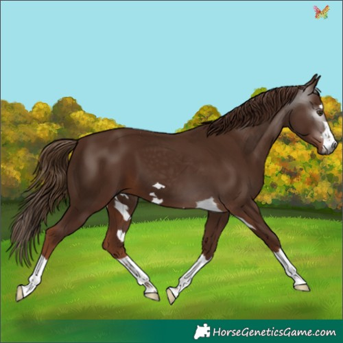 Horse Color:Gray Chestnut 