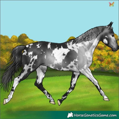 Horse Color:Gray White Spotted Black 