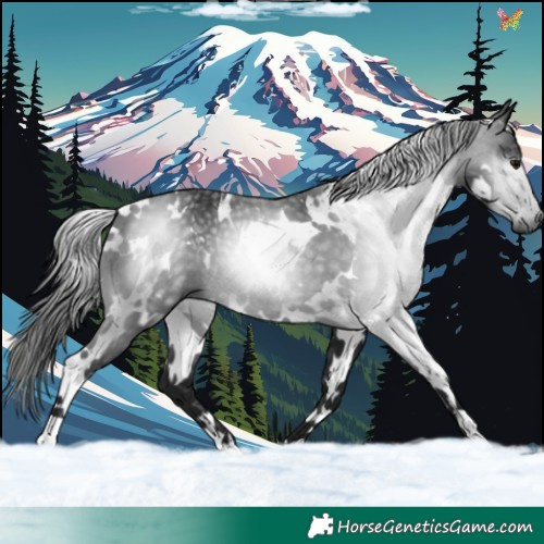 Horse Color:Gray White Spotted Black 