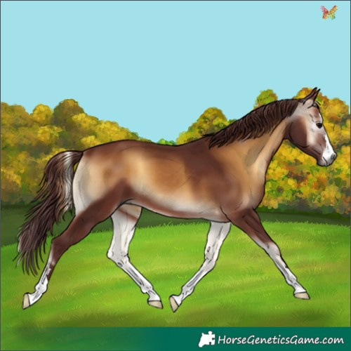 Horse Color:Gray Chocolate Brown Onyx 