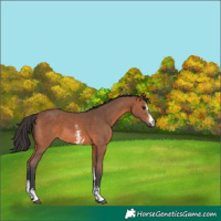 Horse Color:Bay Sabino