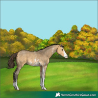 Horse Color:Buckskin Dun Sabino 