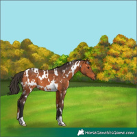 Horse Color:White Spotted Bay 