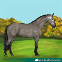 Horse Color:Gray Grullo