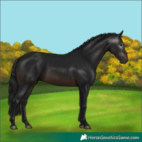 Horse Color:Gray White Spotted Brown 