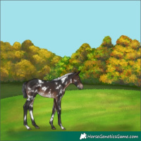 Horse Color:White Spotted Brown
