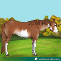 Horse Color:White Spotted Chestnut 