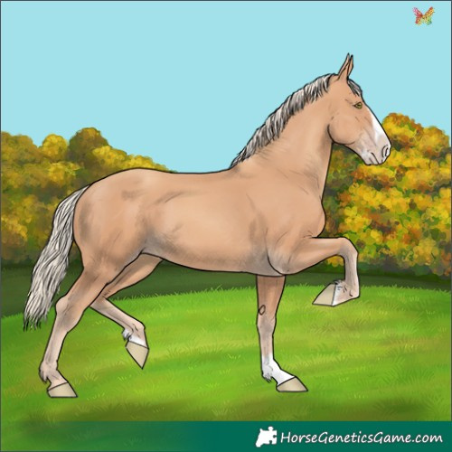 Horse Color:Gold Champagne Splash