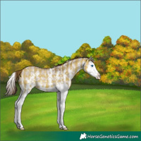 Horse Color:Plaid  Chocolate Brown Dun Sabino Splash Appaloosa 