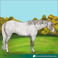 Horse Color:Silver Blue Roan Sabino