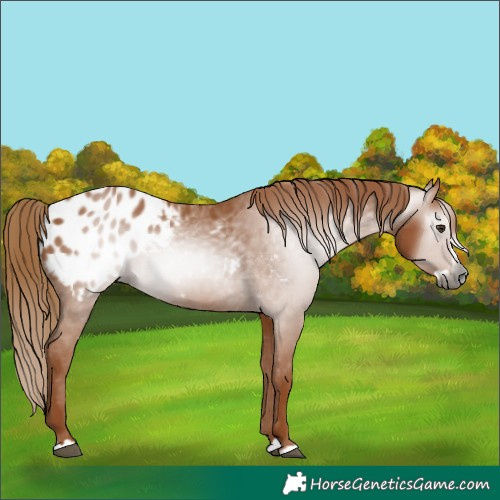 Horse Color:Gray Chestnut Splash Blanket 
