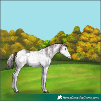 Horse Color:White Spotted Liver Chestnut Ice Sabino