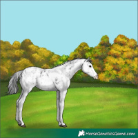 Horse Color:White Spotted Black Sabino 