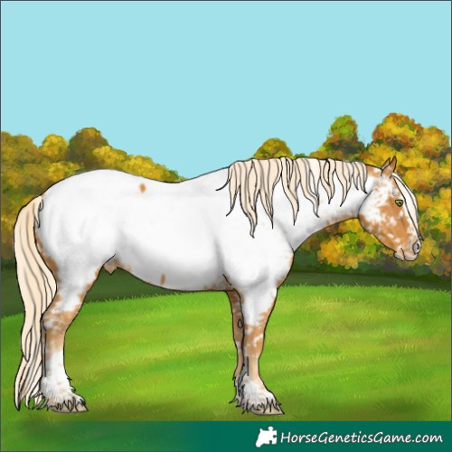 Horse Color:Gold Cream Champagne Splash Tobiano Appaloosa 