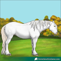 Horse Color:White Spotted Gold Cream Champagne Sabino Splash Appaloosa
