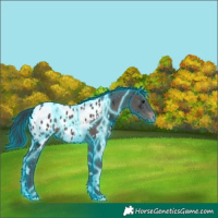 Horse Color:Thunderstruck White Spotted Brown Ice Appaloosa 