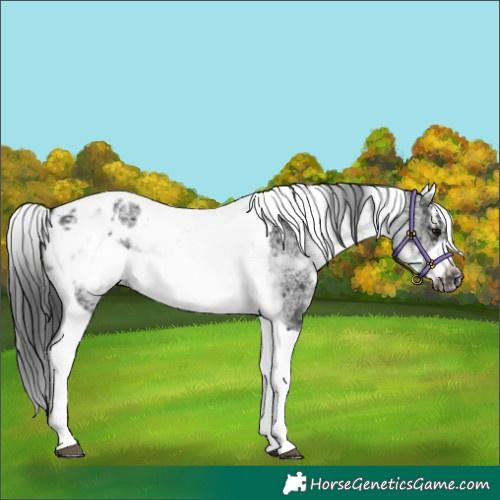 Horse Color:White Spotted Black Splash Tobiano Frame Appaloosa 