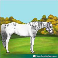 Horse Color:White Spotted Black Splash Tobiano Frame Appaloosa 
