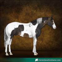 Horse Color:Buckskin Tobiano 