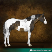 Horse Color:Buckskin Tobiano