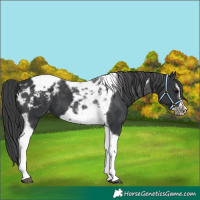 Horse Color:Black Tobiano Frame Appaloosa 